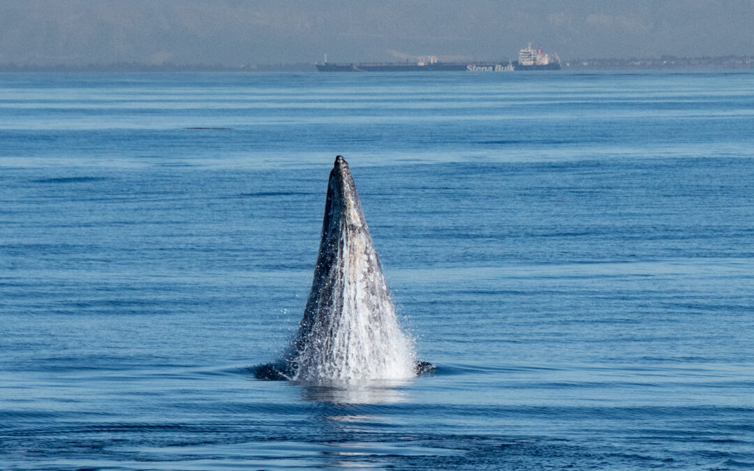 ACS-LA Gray Whale Census and Behavior Project: 2018-2019