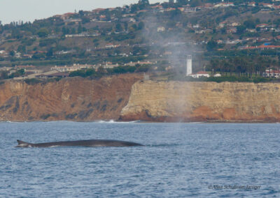 Whale off Pt Fermin
