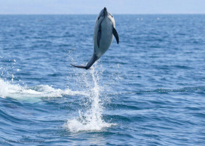 Dolphin porpoising