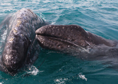 Gray Whale & Calf