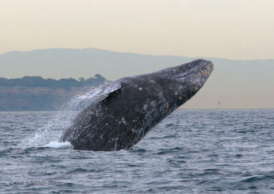 gray whale breach