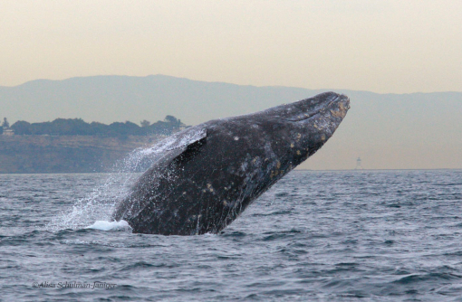 gray whale breach 
