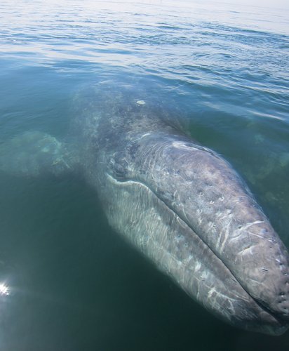 Gray Whale Census 2022-2023