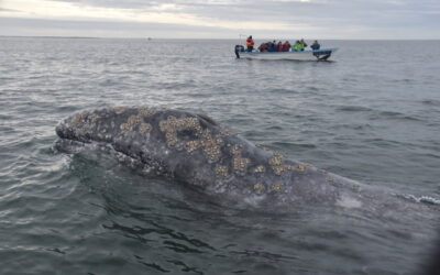 Gray Whale Census Summary 2017-2018