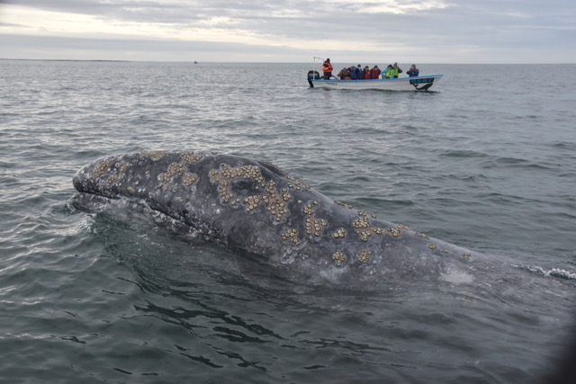 Gray Whale Census Summary 2017-2018
