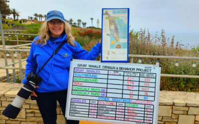 2023-2024 Gray Whale Census Summary