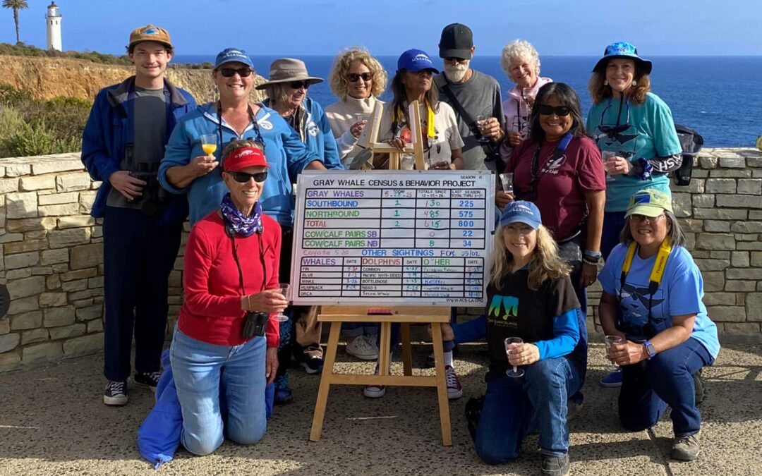 2024-2025 Gray Whale Census Summary